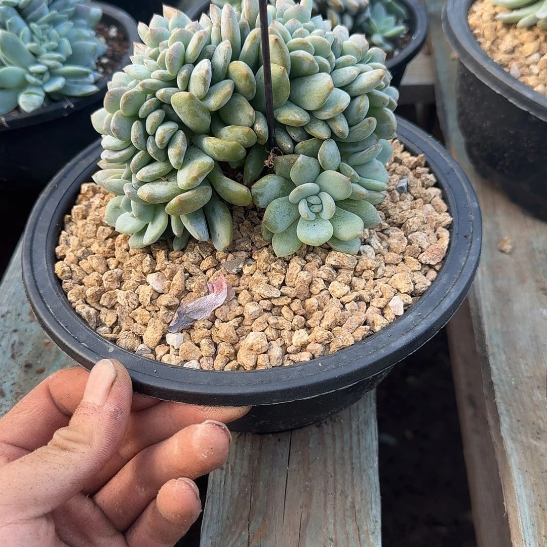 星影树缀无砍多肉