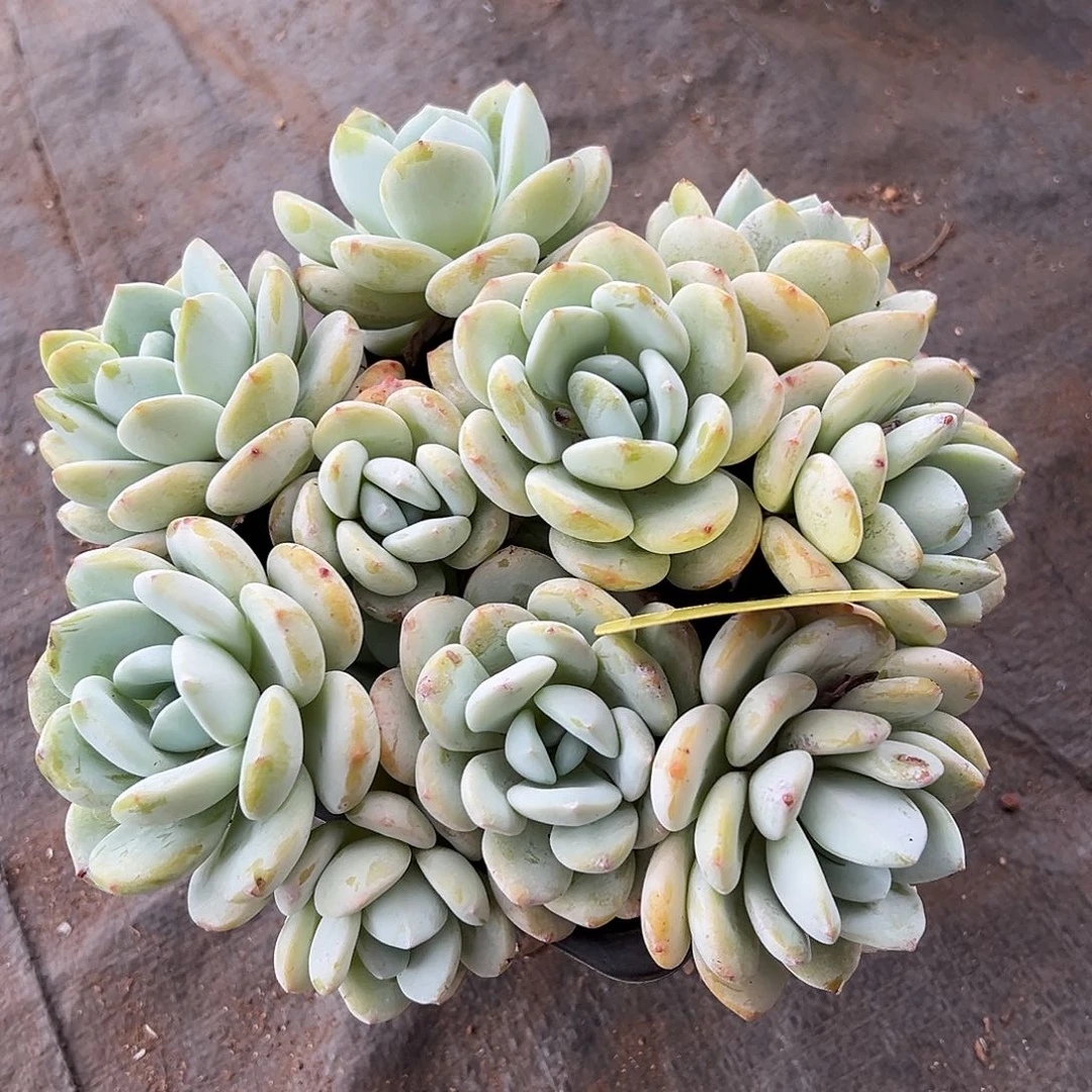 524210平头冷香老桩10头无砍群