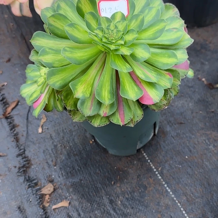 @***H精品多肉植物0125