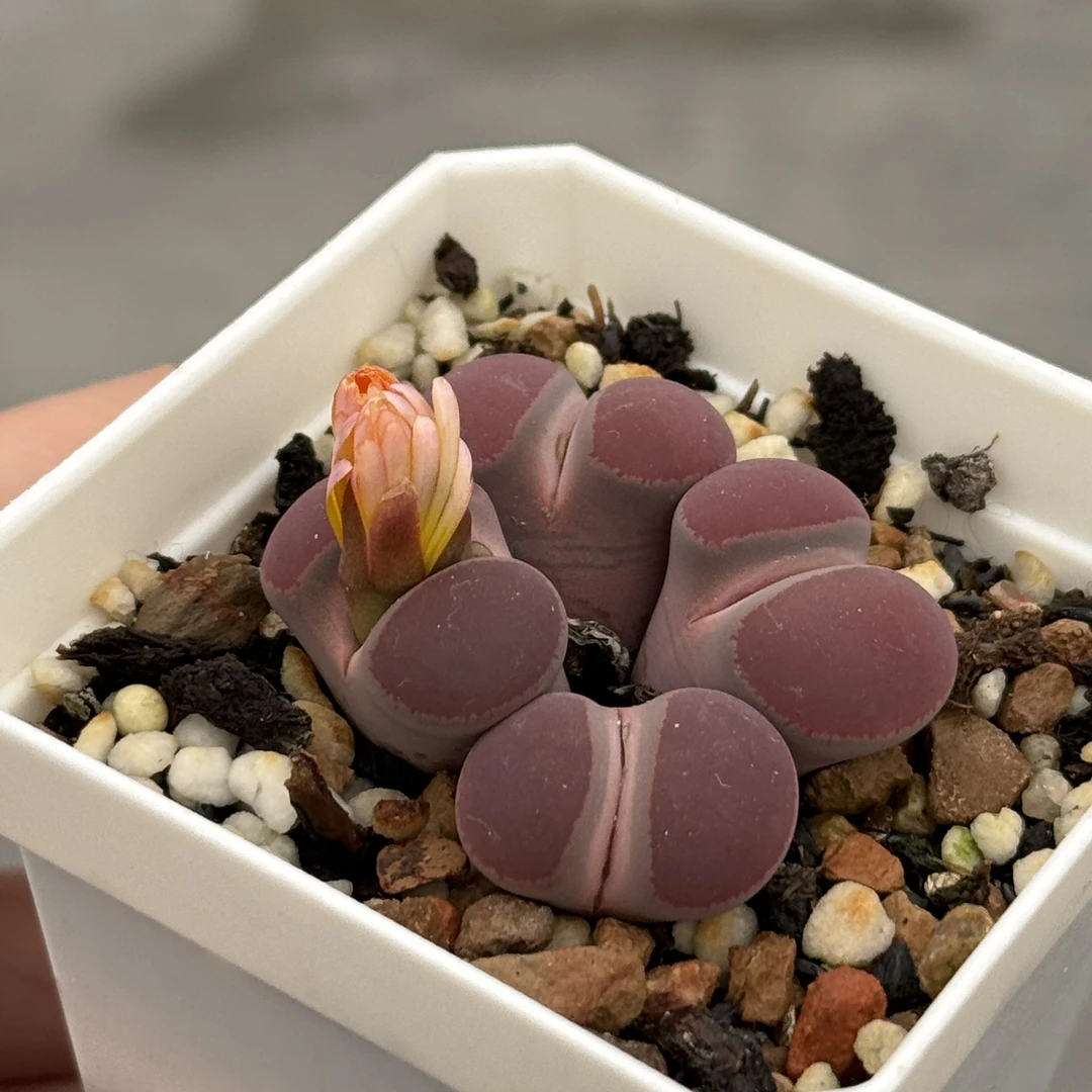 【沁云多肉】生石花KO日轮玉四头 66号-73号