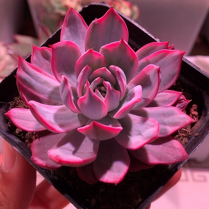 劳伦斯锦锦锦锦锦