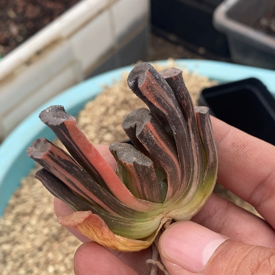 2125 一颗玉扇锦 超级福利