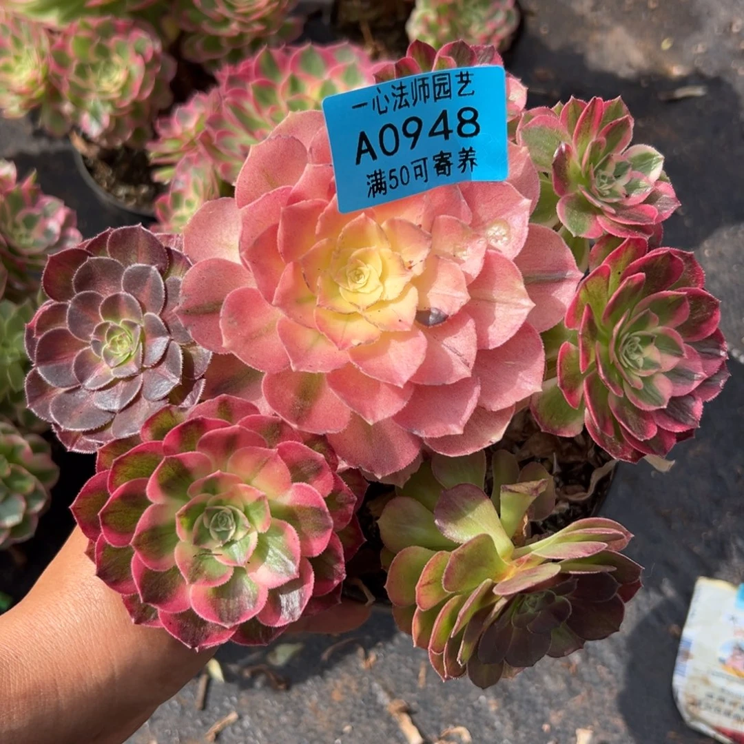 0948多肉植物伯爵的妈