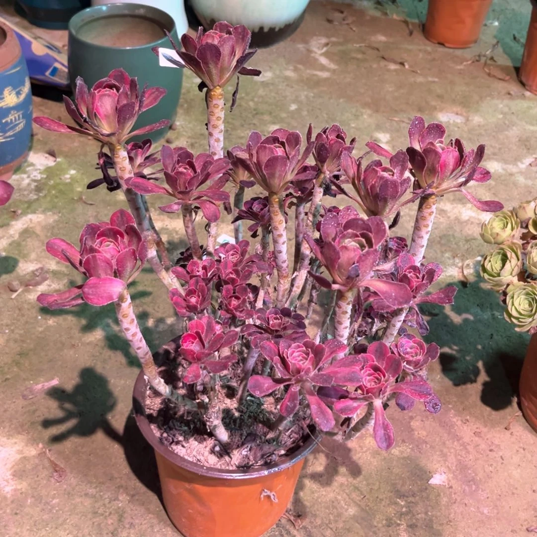 多肉植物丽娜00039