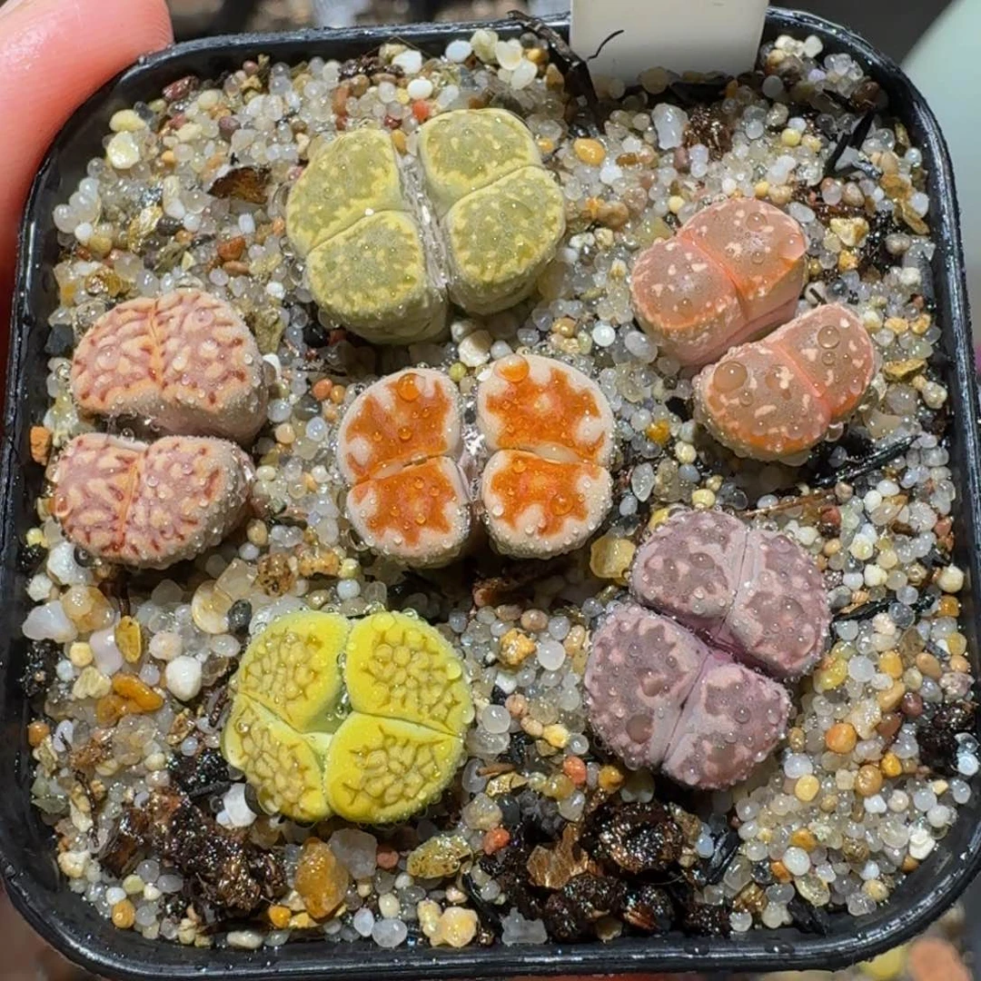 怎么还不开学生石花3088