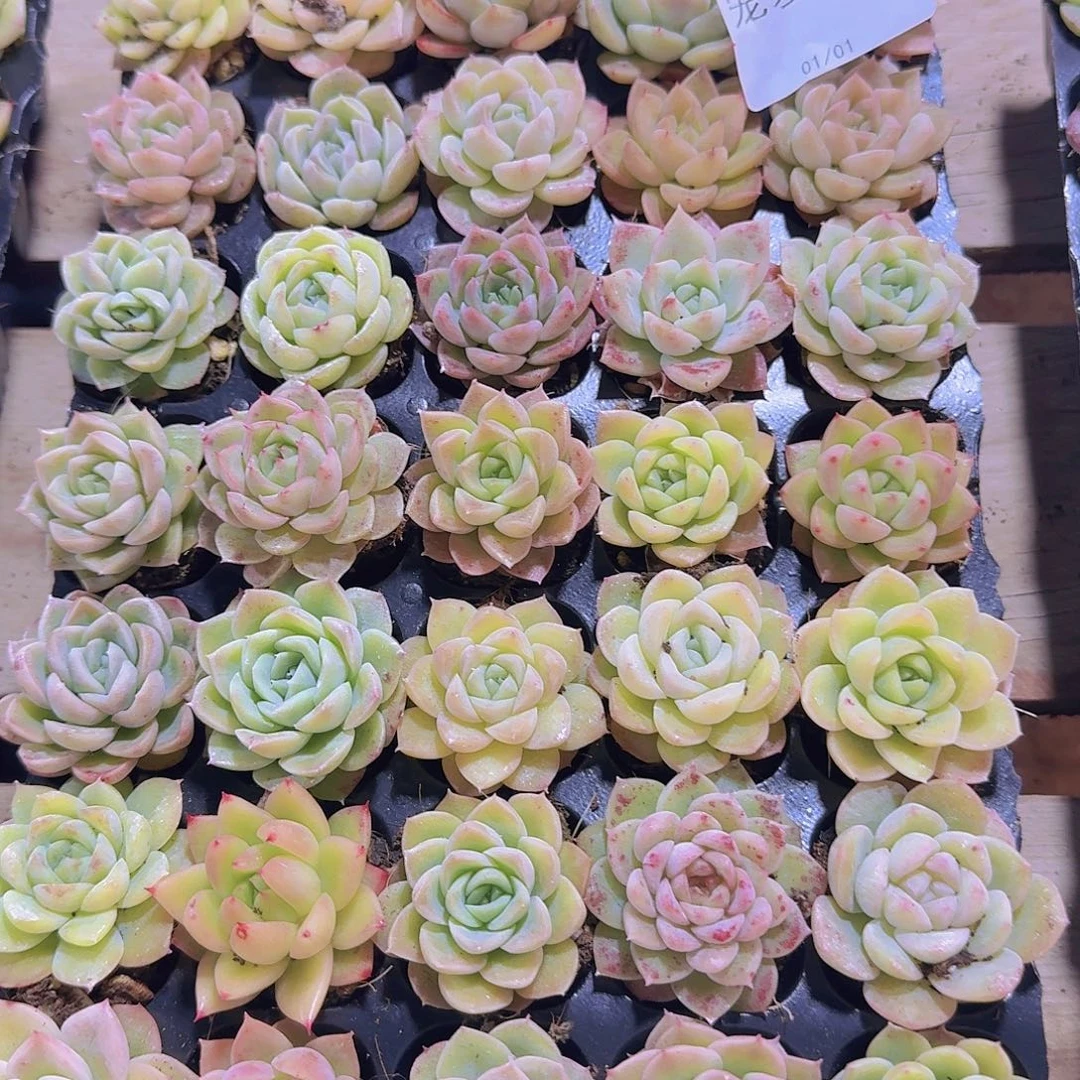 直播福利一物一拍173