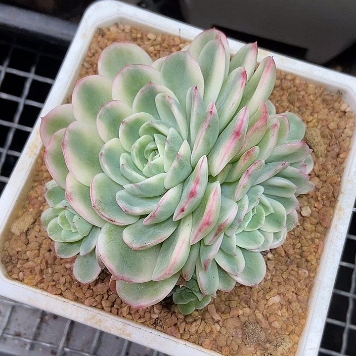 福利出一颗茉莉花锦