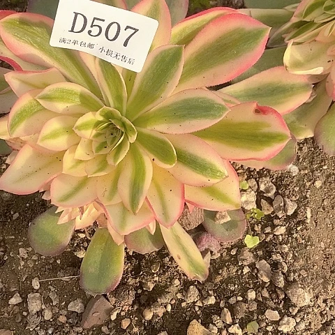 507香妃多肉法师锦