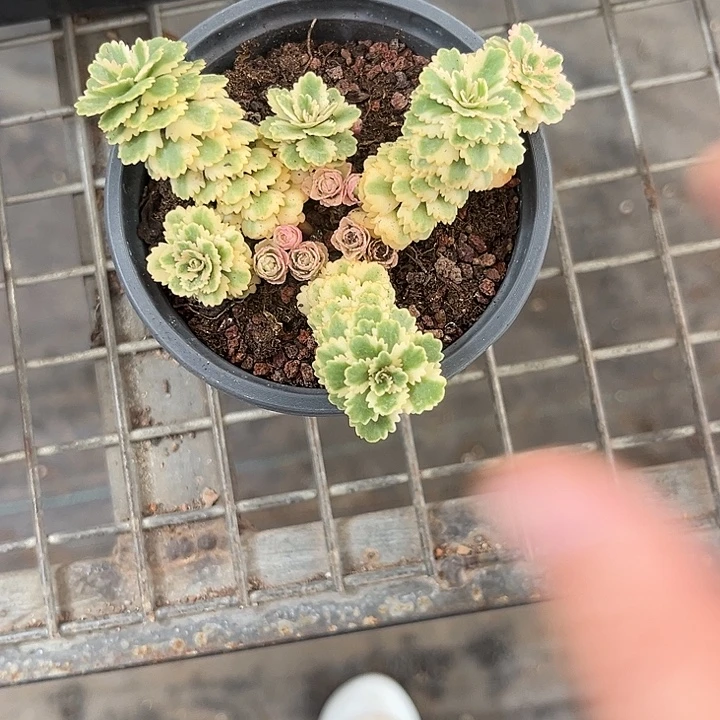 美***夕我也想你了啊我也想和