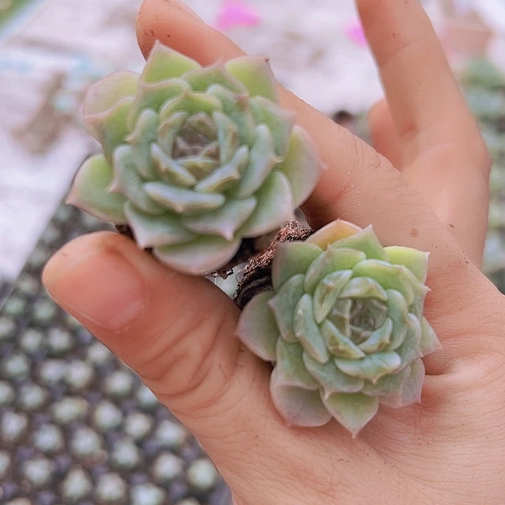 冰糖雪梨苗5颗多肉植物