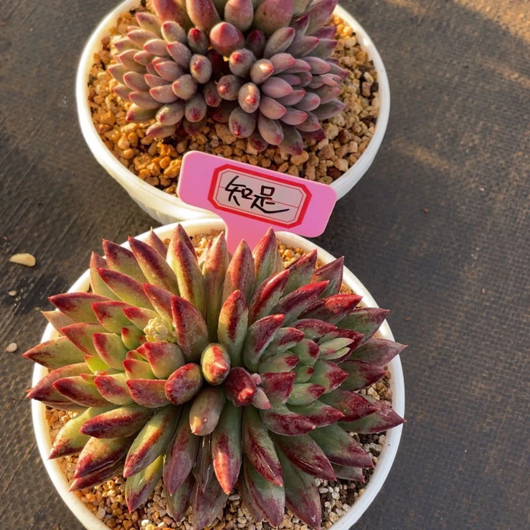 知**乐姐姐说她真的有男朋友