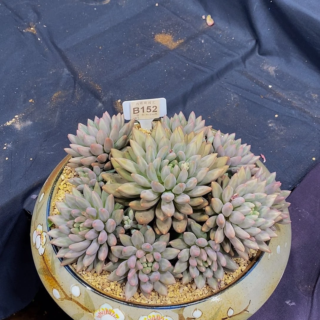 小***狸B152白水晶多肉发货