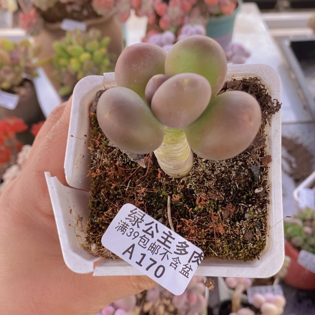 芒果奶单头170多肉植物
