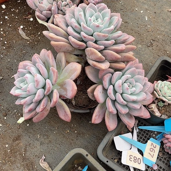 花***晓奥普多肉植物群生