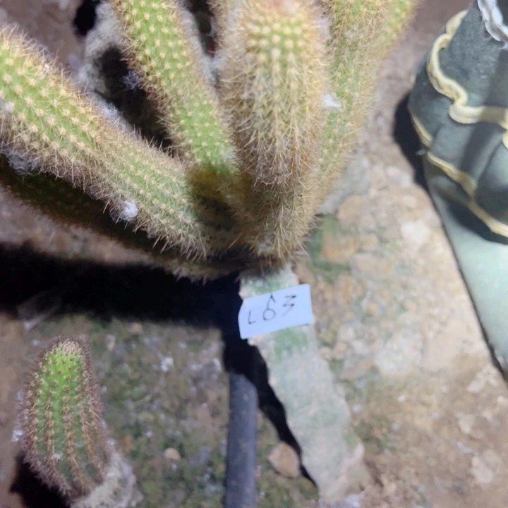 ?****L63嫁接金妞福尔摩斯80二号棚