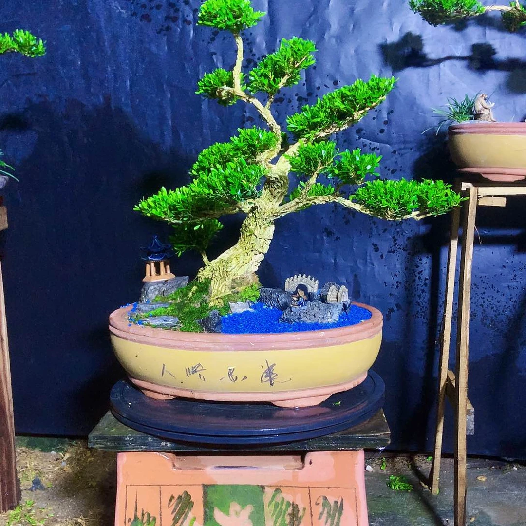 无花朵黄杨家有黄杨富贵吉祥