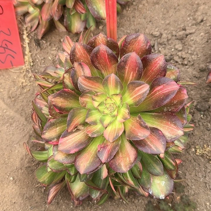 2-3564流星雨多肉法师