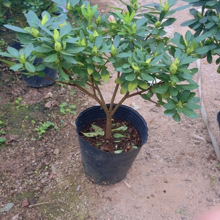 完全开放桃梅锦杜鹃花