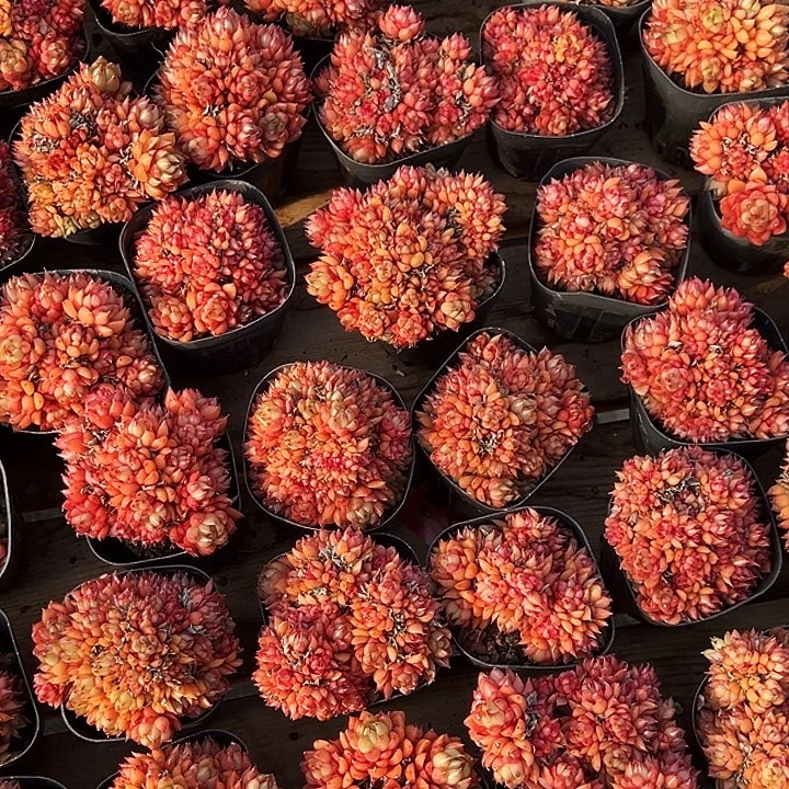 红酒桃。  福利多多