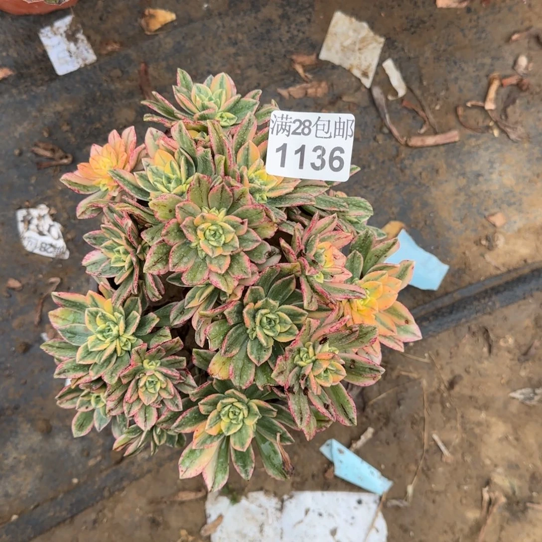 甜茶多肉1136满28包邮断枝不包