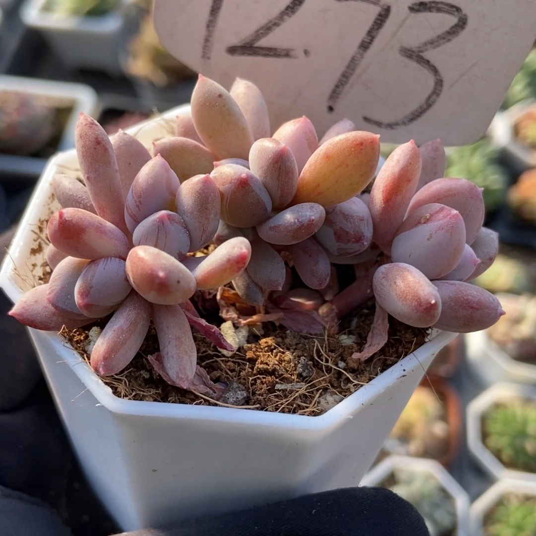 1273灰姑娘多肉植物