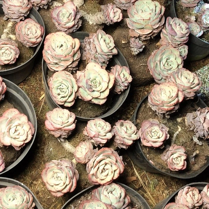 11/////////////////////