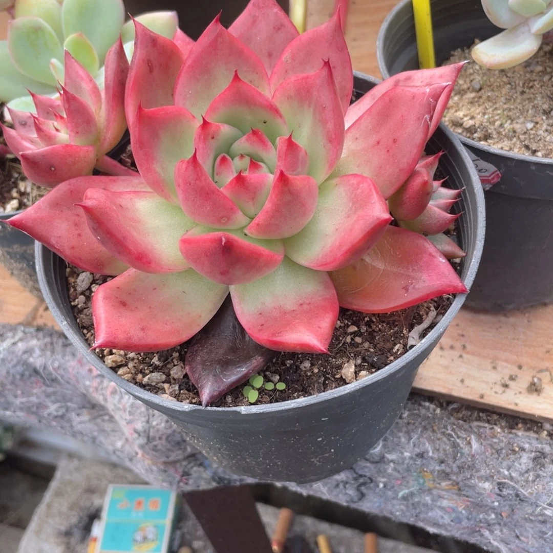 1728  壮壮 六月六