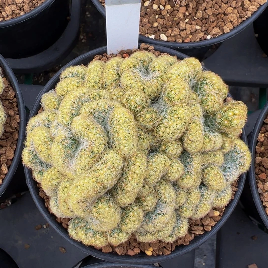 023自根金手指缀化多肉植物带盆土