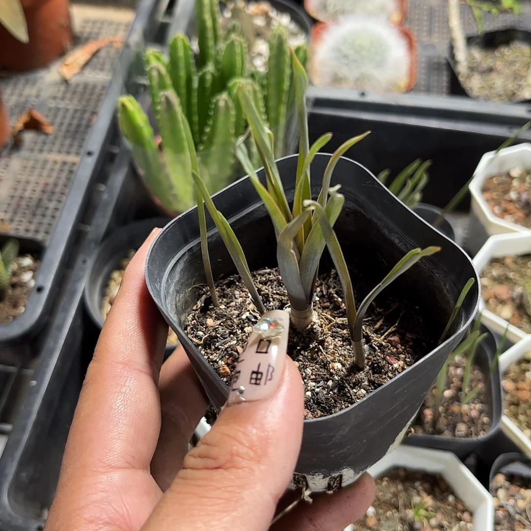 海带弹簧草单头发货