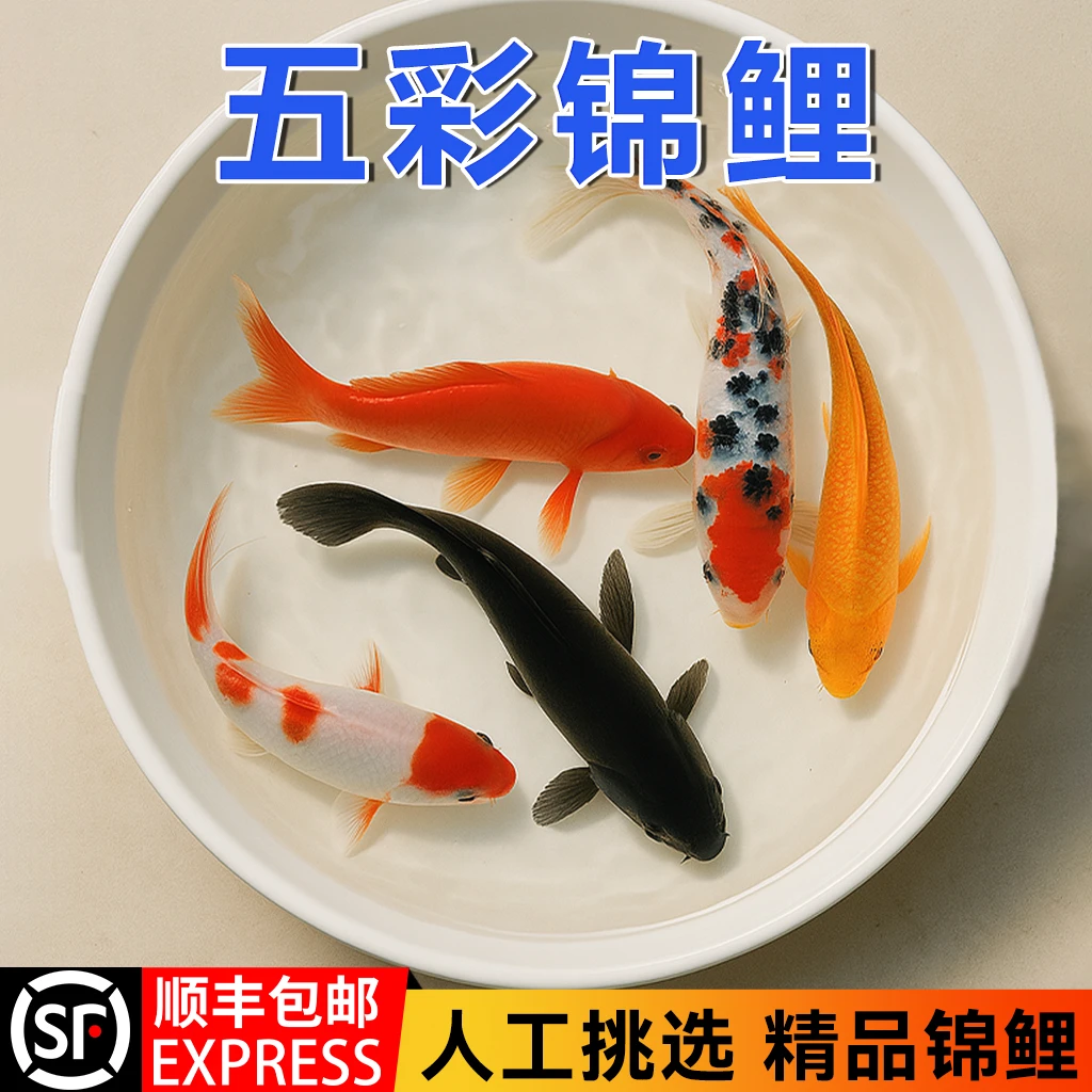 顺丰锦鲤鱼活鱼观赏鱼纯种鱼大型红白冷水淡水好养耐活金鱼小鱼苗