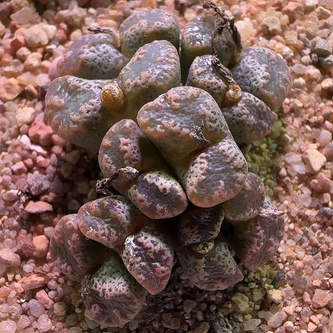 开播福利了解一下。370