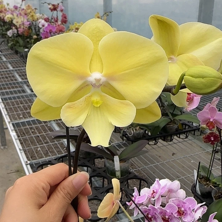 完全开放M286 剪梗