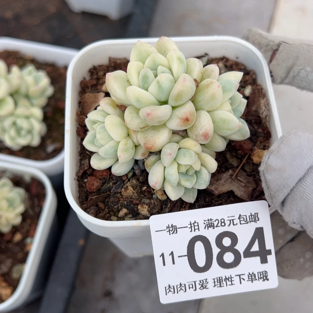 劳尔锦多肉多肉多肉多肉多肉