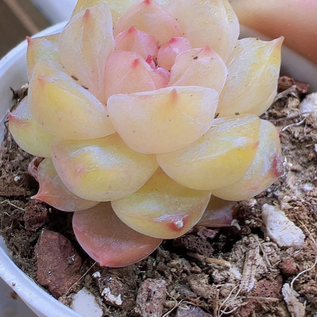 粉胭脂19包邮多肉植物