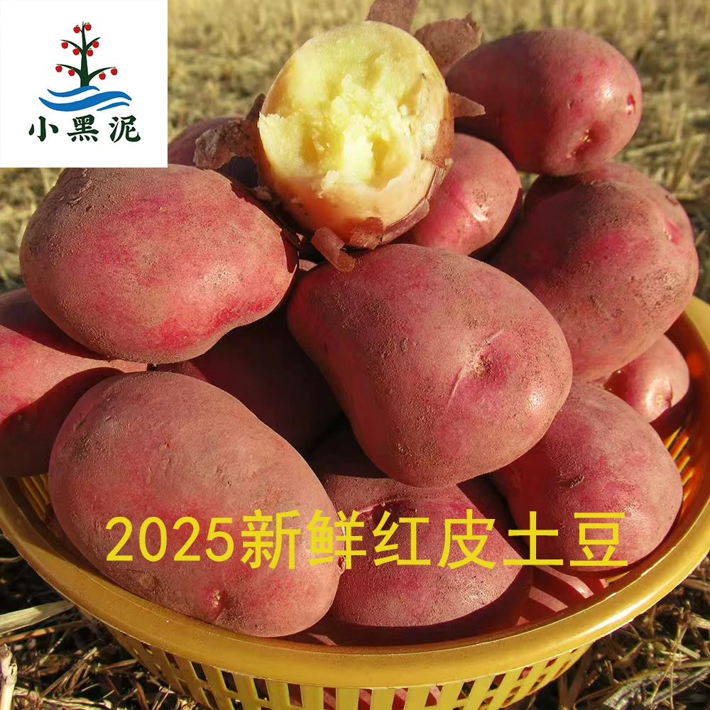 云南红皮黄心新鲜现挖洋芋农家食品高原特色蔬菜农家新鲜蔬菜