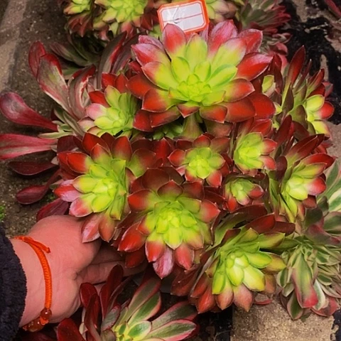 韶华老桩捧花6链接