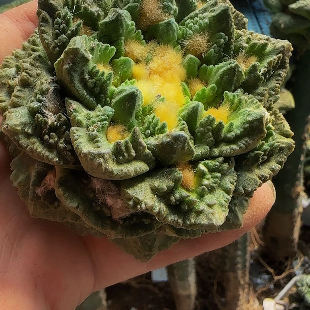 不***理翘尤龟甲794仙人球开花