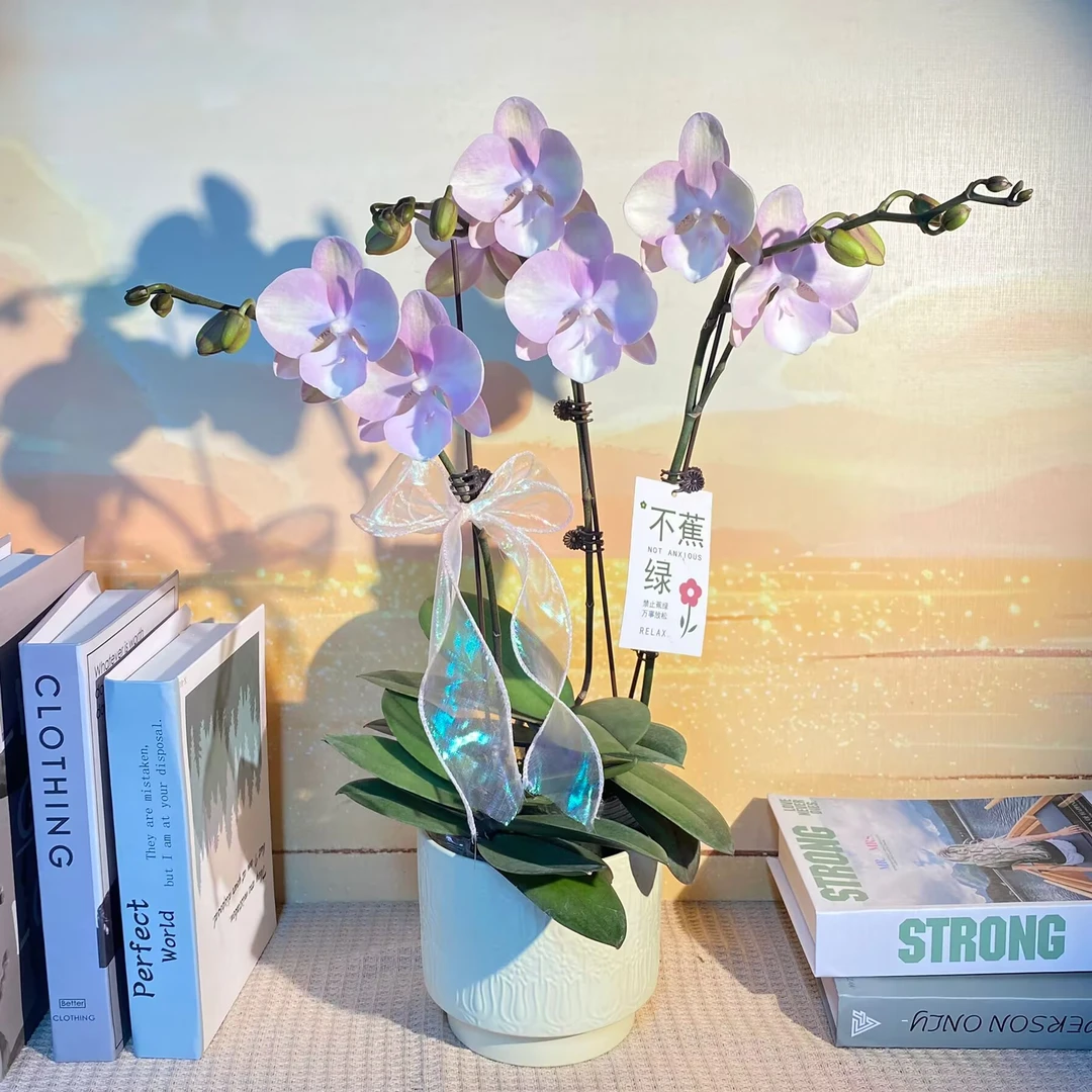 威尼斯  欧洲进口蝴蝶兰 马卡龙 室内精品观赏 真花