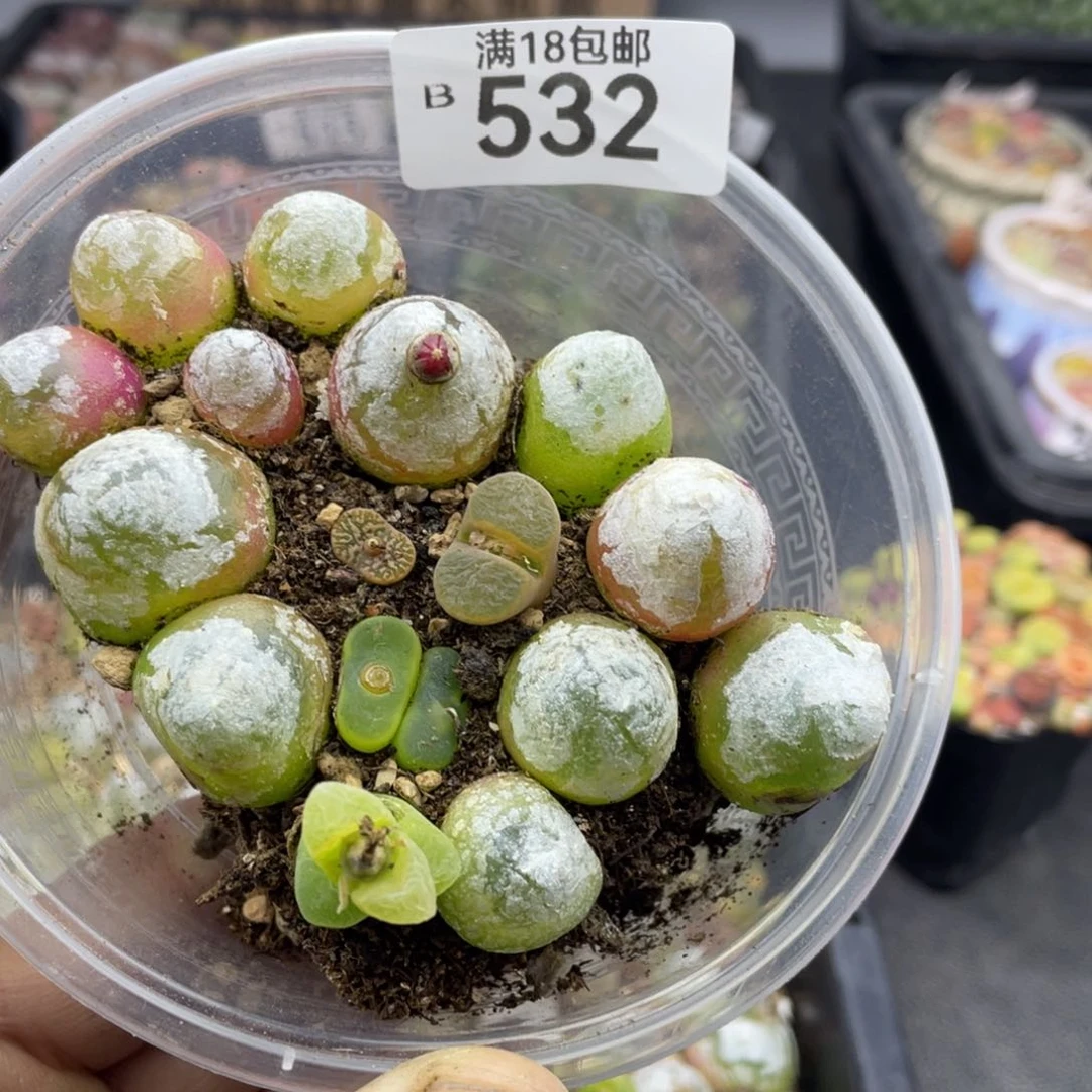 无铅玻璃M**唯000000000532