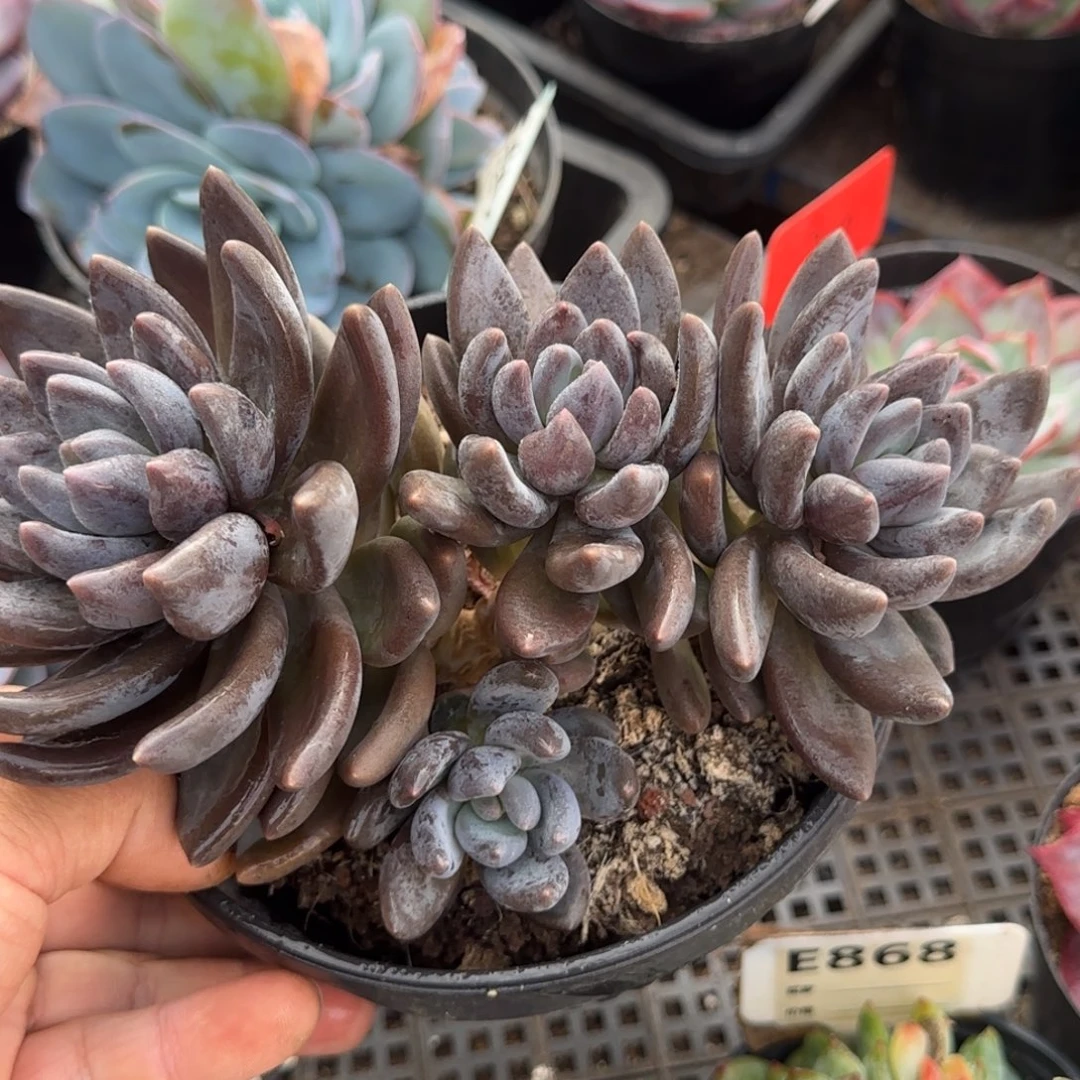 黑美人惊鸿一物一拍包装收缩花旱