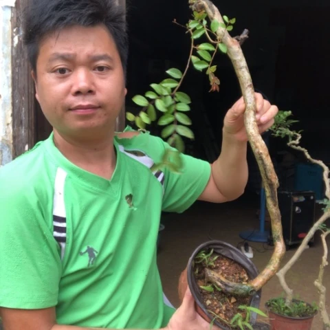 无花朵盆景盆栽植物