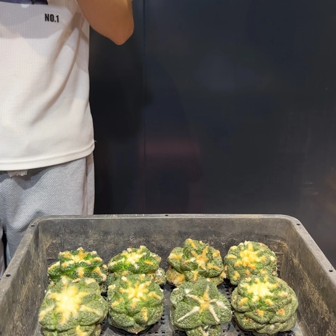 水***流10cm自根大青瓷牡丹4颗