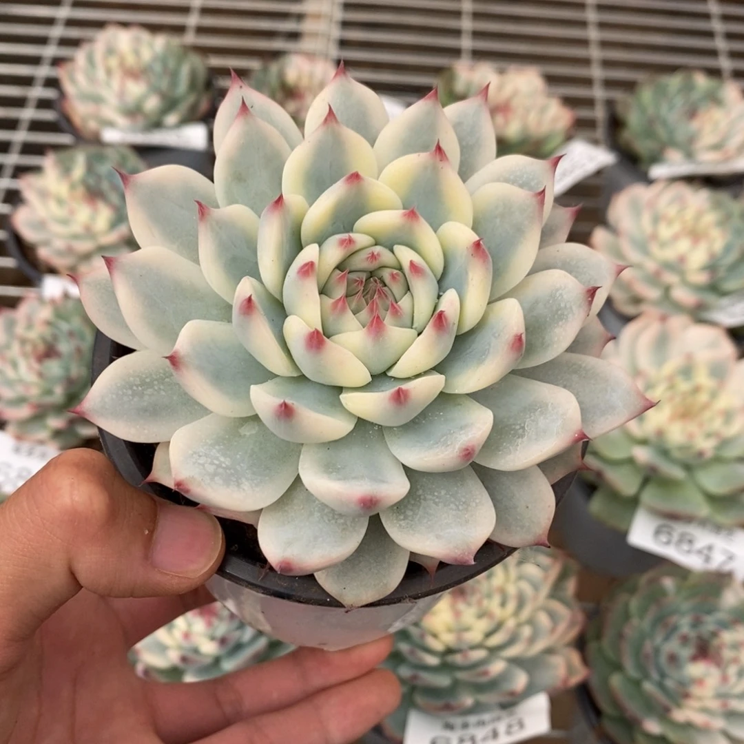 吉娃娃锦多肉植物6861