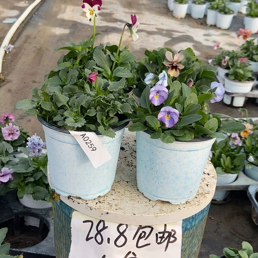 大部分花苞少量开放259