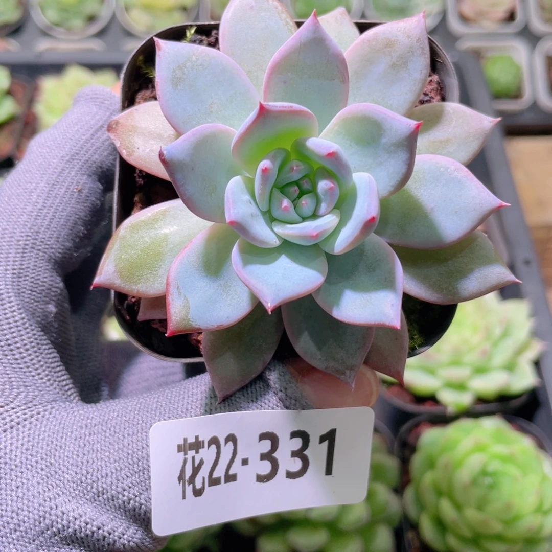 花利美22-331粉蓝鸟