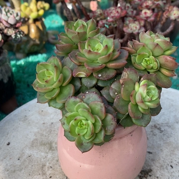 蜡牡丹带盆土多肉