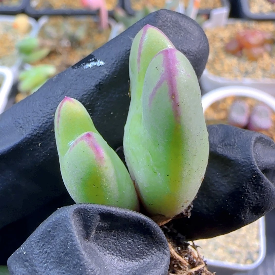 J***轩多肉植物985SP10号