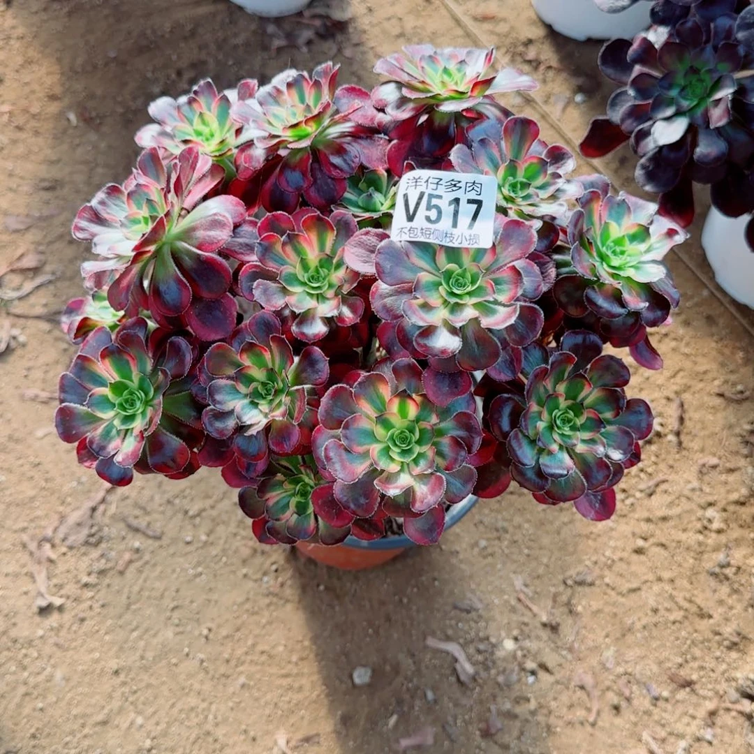 丽娜法师517冠幅25