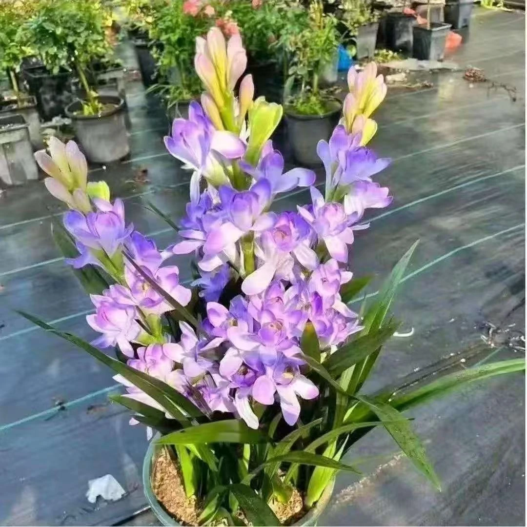 重瓣蓝紫色晚香玉香水制造机盆栽地栽室内室外驱蚊驱虫多年生种球