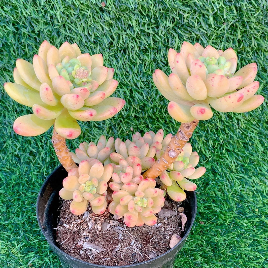 香格里拉高桩群生精品多肉植物盆栽阳台花卉一单包邮